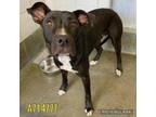 Adopt PENNY a American Staffordshire Terrier