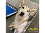 Adopt CUTIE PIE a Husky