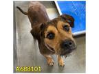 Adopt HARMONY a Terrier