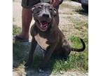 Adopt CHULA a American Staffordshire Terrier