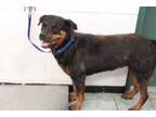 Adopt Oriana a Rottweiler, Mixed Breed