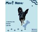 Adopt NOVA a Labrador Retriever