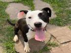 Adopt DAISY a Staffordshire Bull Terrier, Mixed Breed
