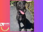 Adopt GRACIE a Staffordshire Bull Terrier