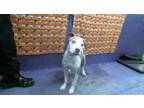 Adopt GANDOLF a Staffordshire Bull Terrier, Mixed Breed