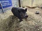 Adopt A1942184 a Pig