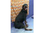 Adopt SUZY a Rottweiler, Mixed Breed