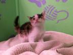 Adopt FRAPPE a Domestic Short Hair