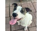 Adopt ROSIE a Staffordshire Bull Terrier, Mixed Breed