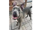 Adopt MARYBELL a Staffordshire Bull Terrier, Mixed Breed