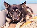 Adopt WILLOW a German Shepherd Dog, Mixed Breed