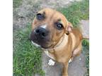 Adopt LILY a Staffordshire Bull Terrier, Mixed Breed