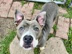Adopt BELLA a Staffordshire Bull Terrier, Mixed Breed