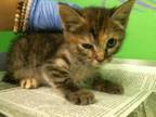 Adopt TINKY WINKY a Domestic Short Hair