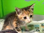 Adopt ITSY a Domestic Short Hair