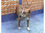 Adopt HERSHEY a Staffordshire Bull Terrier