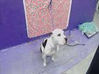 Adopt QUEEN a Staffordshire Bull Terrier, Mixed Breed