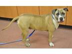 Adopt FIONA a American Staffordshire Terrier, Mixed Breed