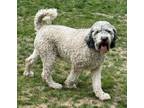 Adopt GERTIE a Poodle