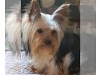 Yorkshire Terrier PUPPY FOR SALE ADN-791062 - Yorkie Young male Champion
