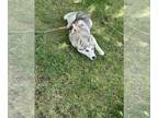 Siberian Husky PUPPY FOR SALE ADN-791065 - Sasha the husky pup