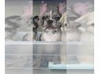 French Bulldog PUPPY FOR SALE ADN-791154 - Make Frenchie Puppy
