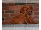 Dogue de Bordeaux PUPPY FOR SALE ADN-791188 - Red Mask Male DDB