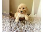 Goldendoodle PUPPY FOR SALE ADN-791191 - Curly boy