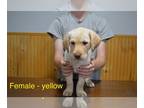 Labrador Retriever PUPPY FOR SALE ADN-791200 - Yellow Lab Puppies