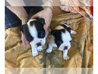 Boston Terrier PUPPY FOR SALE ADN-791204 - Boston Terriers