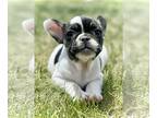 French Bulldog PUPPY FOR SALE ADN-791205 - Frenchie Babies