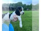 Beagle PUPPY FOR SALE ADN-791207 - Sweet female beaglehound x