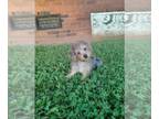 Poodle (Toy) Mix PUPPY FOR SALE ADN-791208 - Yorkipoo female