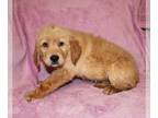 Golden Retriever PUPPY FOR SALE ADN-791214 - Golden Retriever Puppies