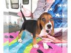 Beagle PUPPY FOR SALE ADN-791228 - Abby Tri Color Beagle Girl