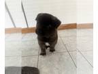 Akita PUPPY FOR SALE ADN-791230 - Male Puppy looking for his forever home