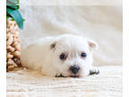 West Highland White Terrier PUPPY FOR SALE ADN-791231 - West Highland White