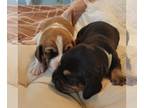 Basset Hound PUPPY FOR SALE ADN-791234 - AKC Basset Puppies