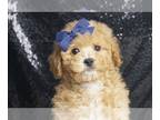 Poodle (Toy) PUPPY FOR SALE ADN-791241 - Lover Boy AKC Poodle