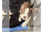 Boston Terrier PUPPY FOR SALE ADN-791265 - Boy boston puppy