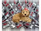 Cockapoo PUPPY FOR SALE ADN-791299 - Kit