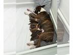 Boxer PUPPY FOR SALE ADN-791314 - Katniss Everdeens Pups