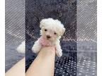 Poodle (Toy) PUPPY FOR SALE ADN-791328 - Teacup poodle female
