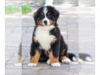 Bernese Mountain Dog PUPPY FOR SALE ADN-791336 - Bernese Mountain Dog Puppy