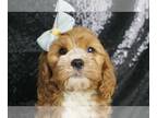 Cavapoo PUPPY FOR SALE ADN-791341 - Hiccup F1 Cavapoo