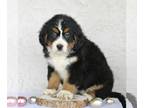 Bernese Mountain Dog PUPPY FOR SALE ADN-791370 - Bernese Mountain Dog