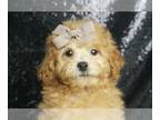 Poodle (Toy) PUPPY FOR SALE ADN-791385 - Juju Toy Poodle