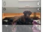 Labrador Retriever PUPPY FOR SALE ADN-791389 - AKC Black Labs