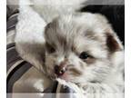 Pomeranian PUPPY FOR SALE ADN-791391 - AKC Pomeranian Puppies