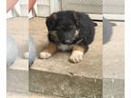 German Shepherd Dog PUPPY FOR SALE ADN-791392 - 3 males available